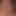 hornywildwife