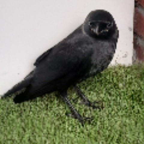 raven0999