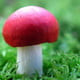 crazedmushroom