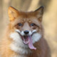 Furdyeater1