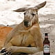 kangarooter