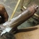 icemanfire