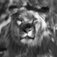 madlion54