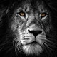 NorthernGarden1