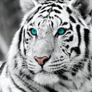 zafer78
