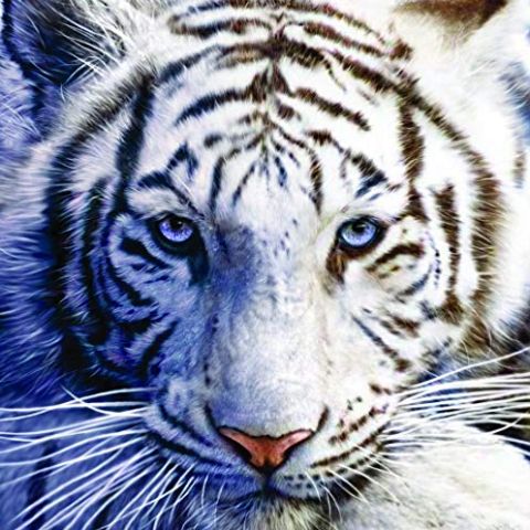 White_Tiger1962