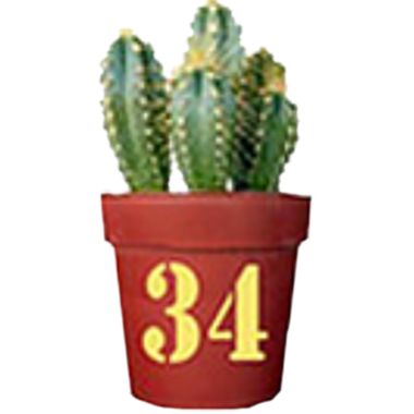 Cactus34