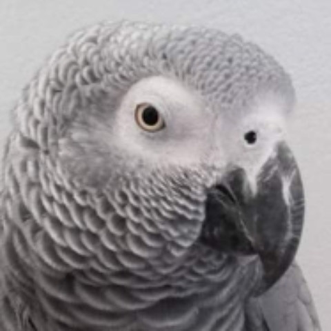 Syadalklop