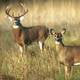 deercouple