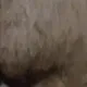 BobbyMascBttmBear50