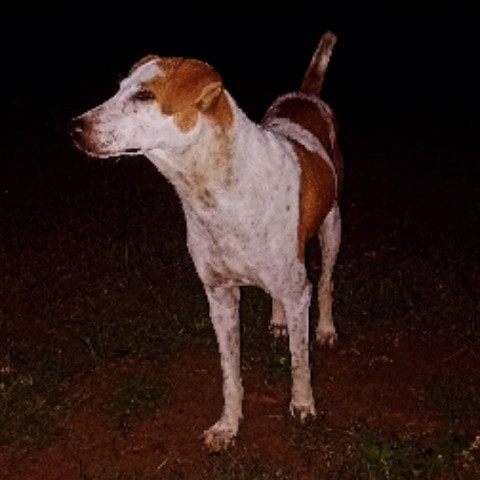 Hansda_babu