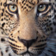jaguarbad99