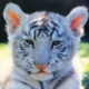 TigerCuddly