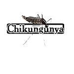 chikungunya57