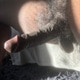 LargeBBC