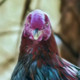 Naveenxxx1