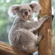 koalacamping