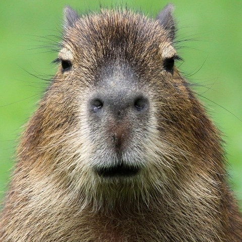 Vaah_Capivara