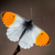 Orangetip