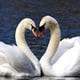 tendresse