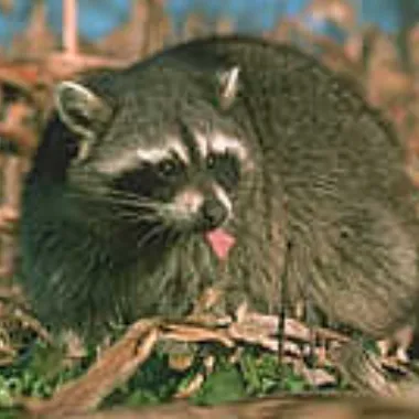 raccoon