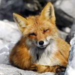 mg_maxim