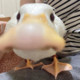 HimTogo