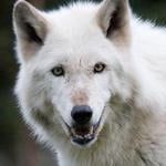 whitewolff