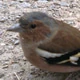 m_vm1973