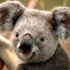 KoalaX