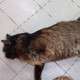 Lakuncanajib