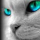 tom99h