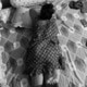 Jhumpa3