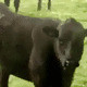 Master_Moo_Cow