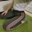 LegginsBoy98