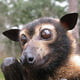 SapiosexualFlyingFox