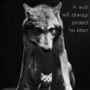 Wolf_and_Kitten