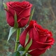Shahzad0012