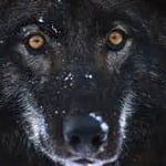 blackwolf65