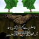 Shakoor23