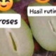 doni2dona