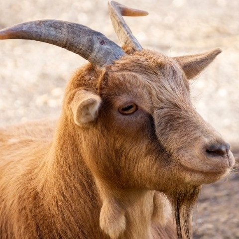 Algieba11