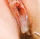 hornyfeckers