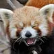 lilredpanda