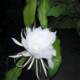 Denpudjasena