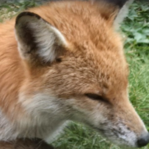 diktaterxxx