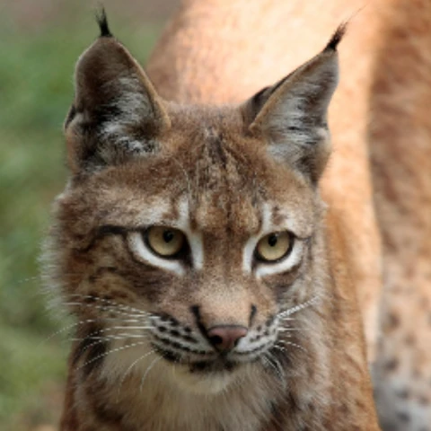 lynx1997