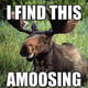 FunnyMoose
