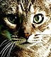 pussy68