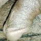 topperMCA